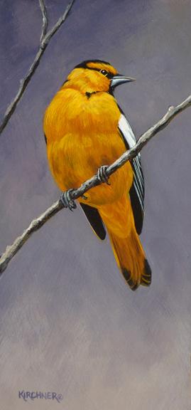 Birds, Bird Paintings, Northern Oriole, Oriole, Oriole Painting, Leslie Kirchner Art, Leslie Kirchner, Nature Art